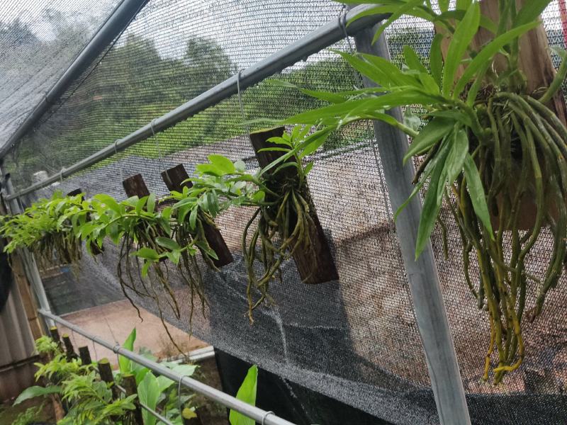 云南基地种植报春石斛，玫瑰石斛，上板好四月份开花