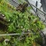 云南基地种植报春石斛，玫瑰石斛，上板好四月份开花