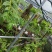 云南基地种植报春石斛，玫瑰石斛，上板好四月份开花