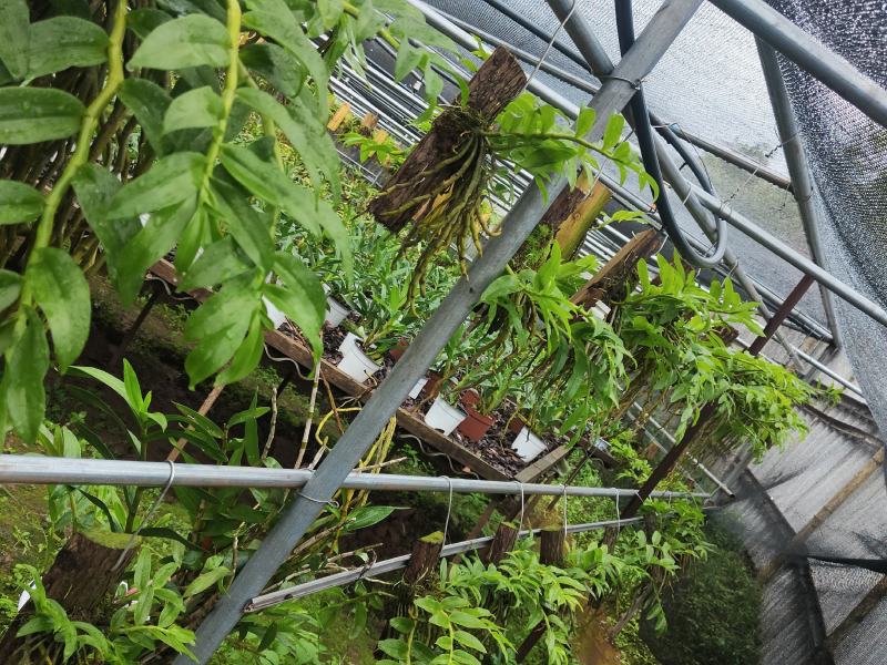 云南基地种植报春石斛，玫瑰石斛，上板好四月份开花