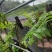 云南基地种植报春石斛，玫瑰石斛，上板好四月份开花