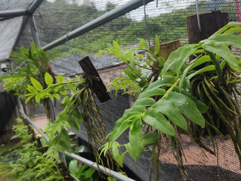 云南基地种植报春石斛，玫瑰石斛，上板好四月份开花