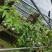 云南基地种植报春石斛，玫瑰石斛，上板好四月份开花