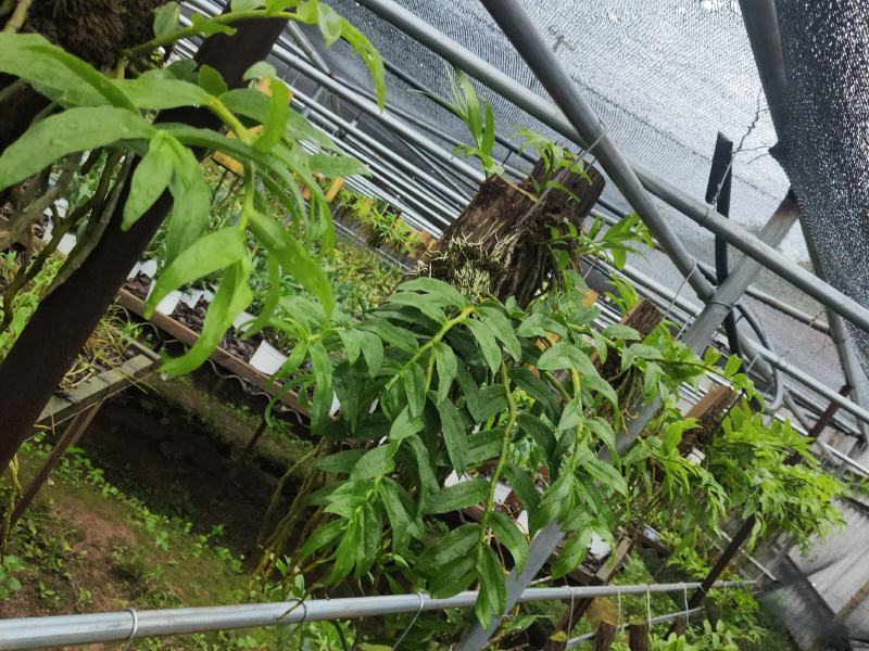 云南基地种植报春石斛，玫瑰石斛，上板好四月份开花