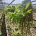 云南基地种植报春石斛，玫瑰石斛，上板好四月份开花