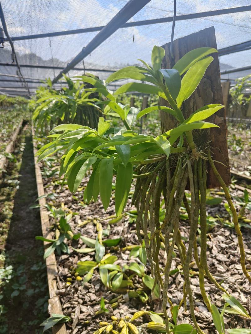 云南基地种植报春石斛，玫瑰石斛，上板好四月份开花