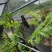云南基地种植报春石斛，玫瑰石斛，上板好四月份开花