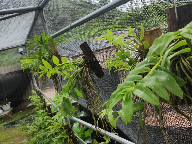 云南基地种植报春石斛，玫瑰石斛，上板好四月份开花