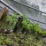 云南基地种植报春石斛，玫瑰石斛，上板好四月份开花