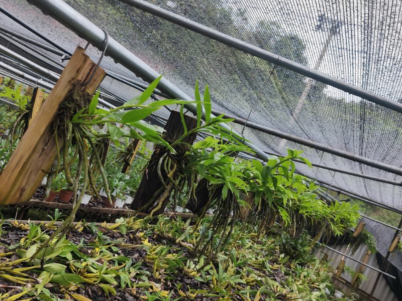 云南基地种植报春石斛，玫瑰石斛，上板好四月份开花