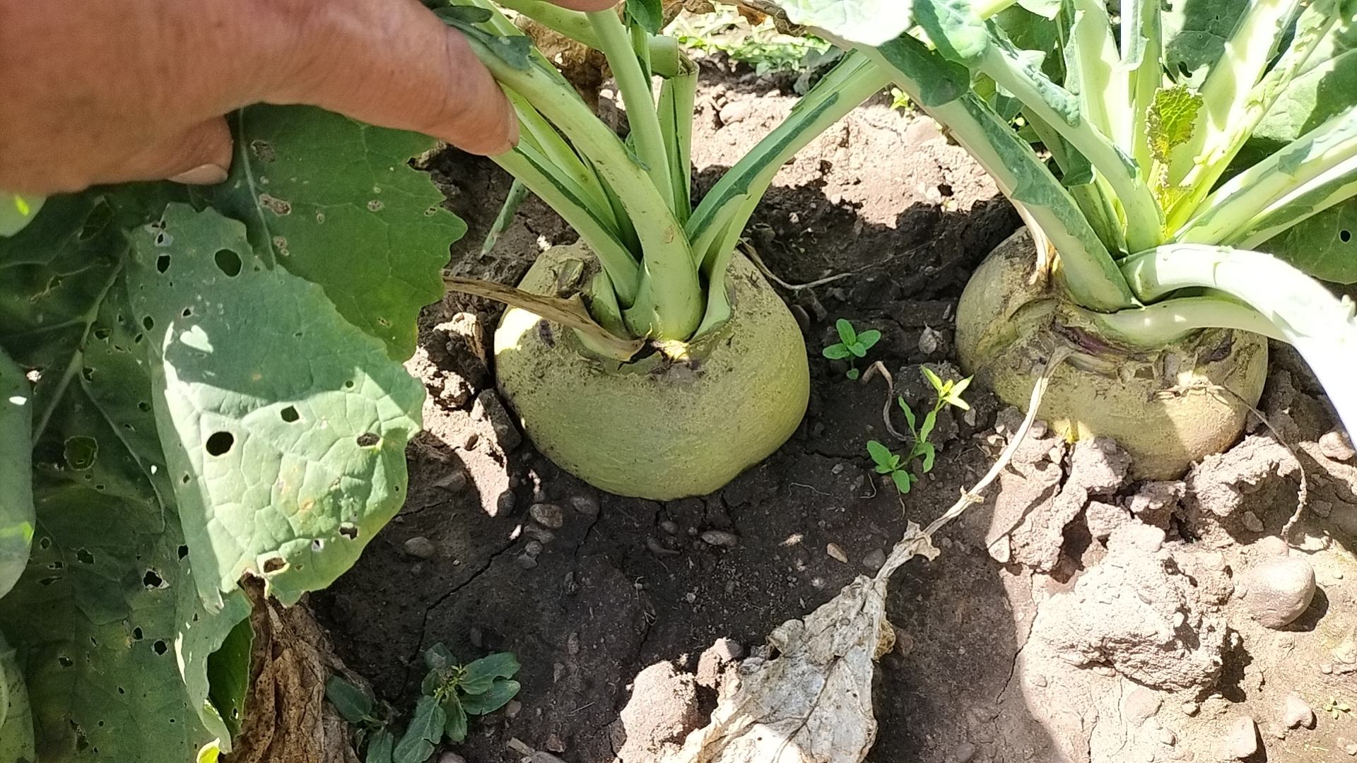 菜青虫危害萝卜叶片