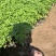 地被菊