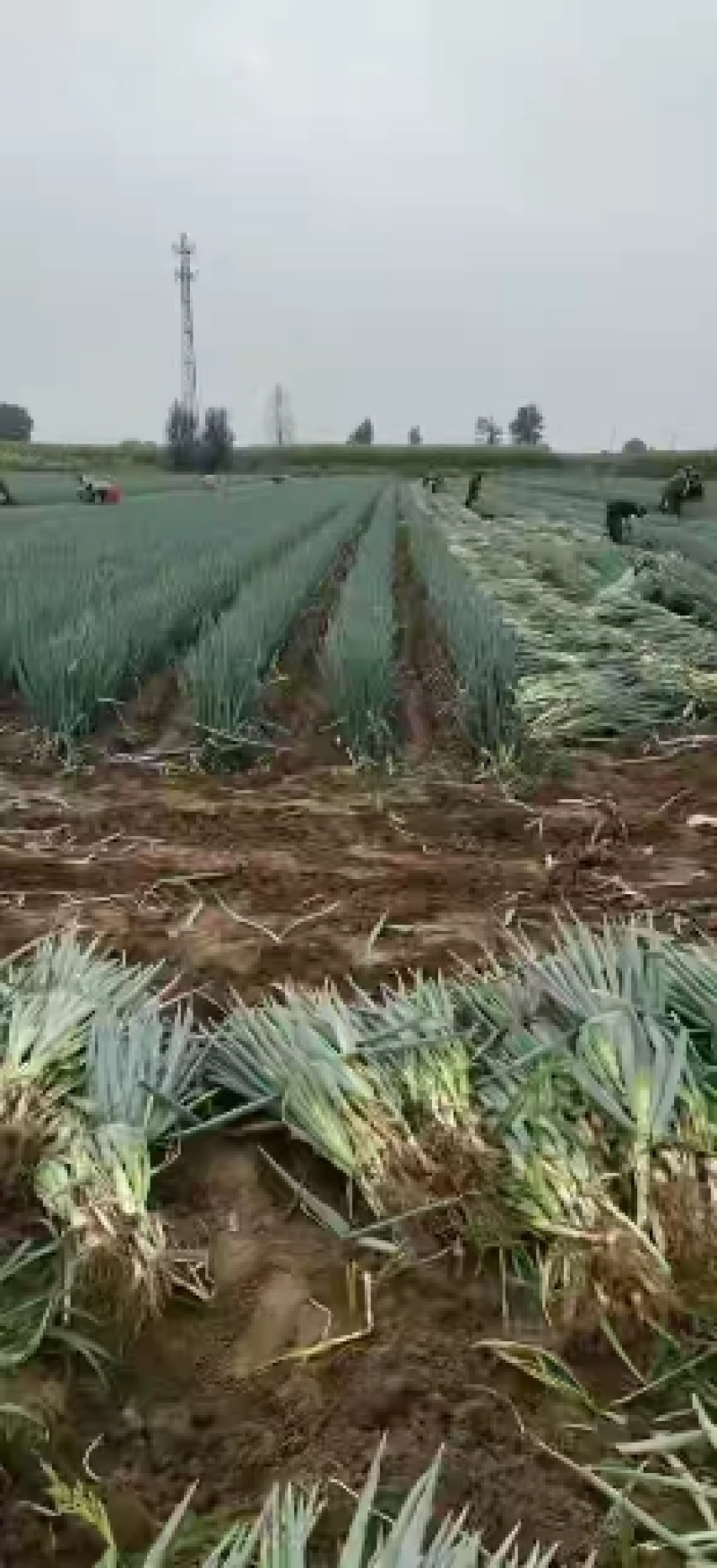 铁杆大葱大量供应，价格便宜