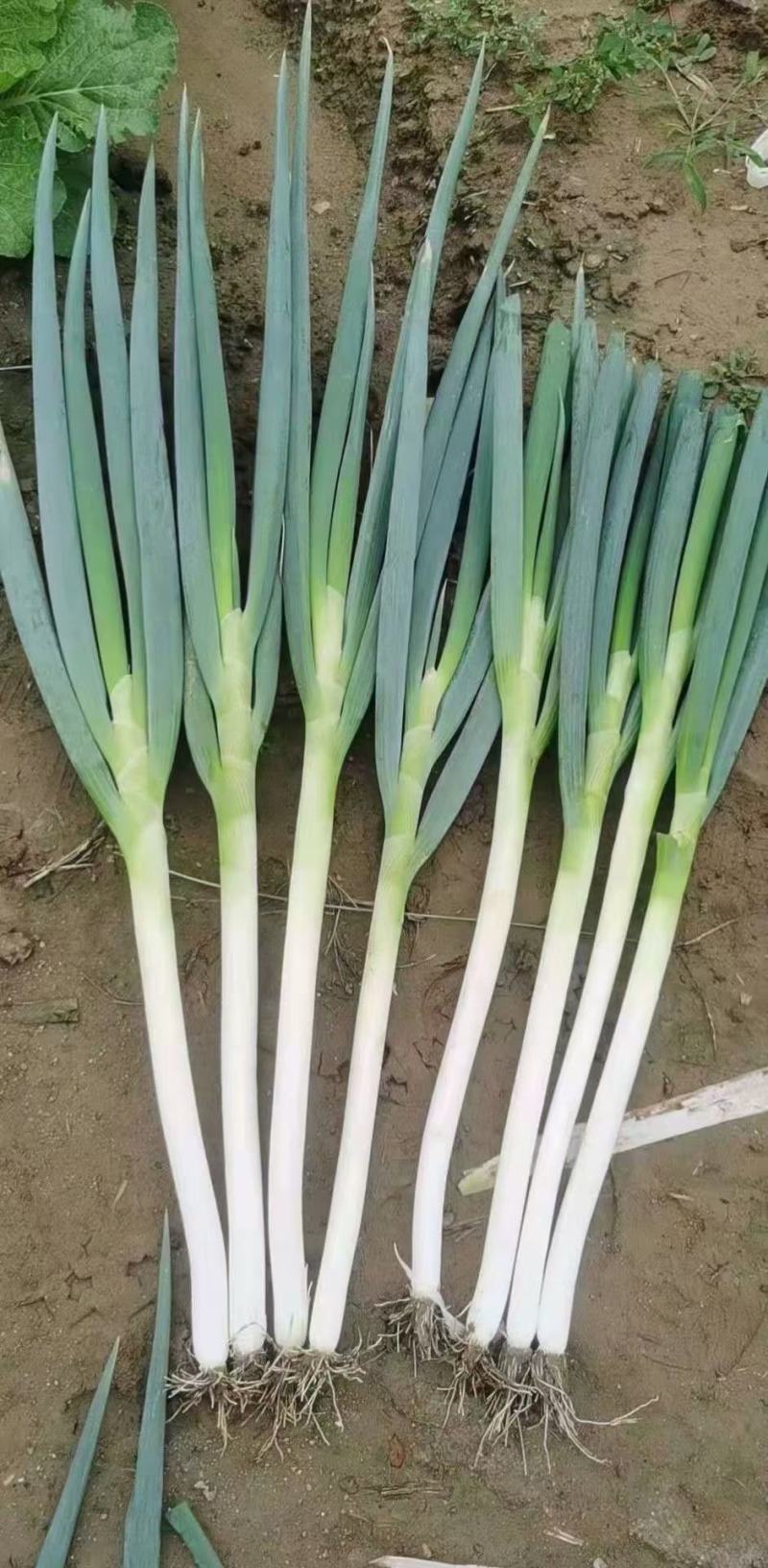 铁杆大葱大量供应，价格便宜
