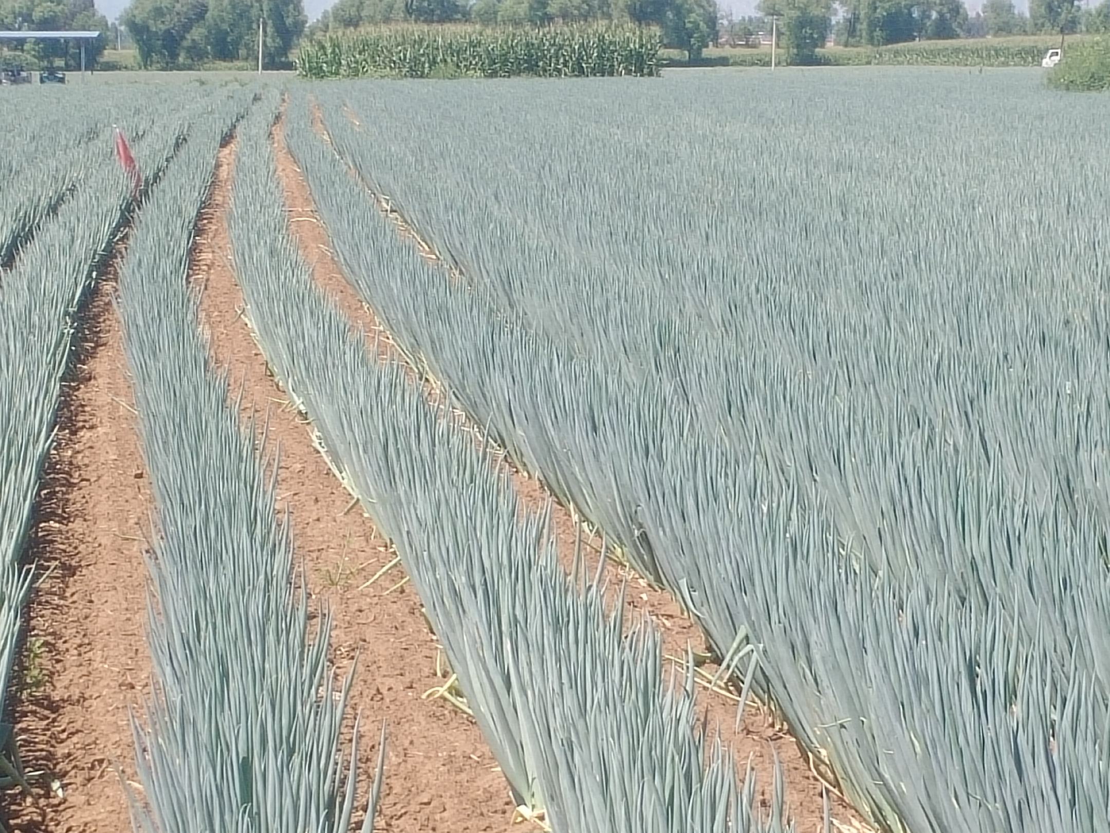 全国主要大葱产区分布示意图