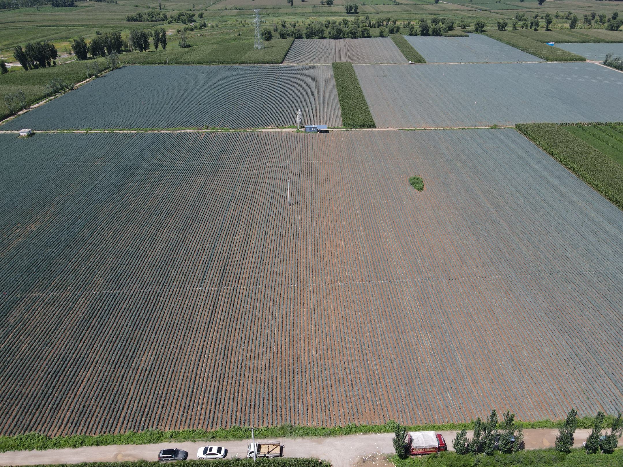 铁杆大葱种播种育苗场景