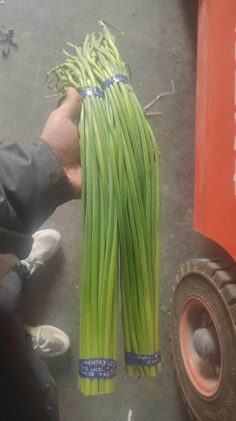 蒜苔山东金乡蒜薹加工长年供应，认准加工厂直销