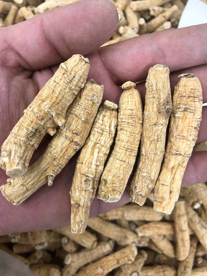 花旗参加拿大进口西洋参切片滋补汤料5克黄皮花旗参正品