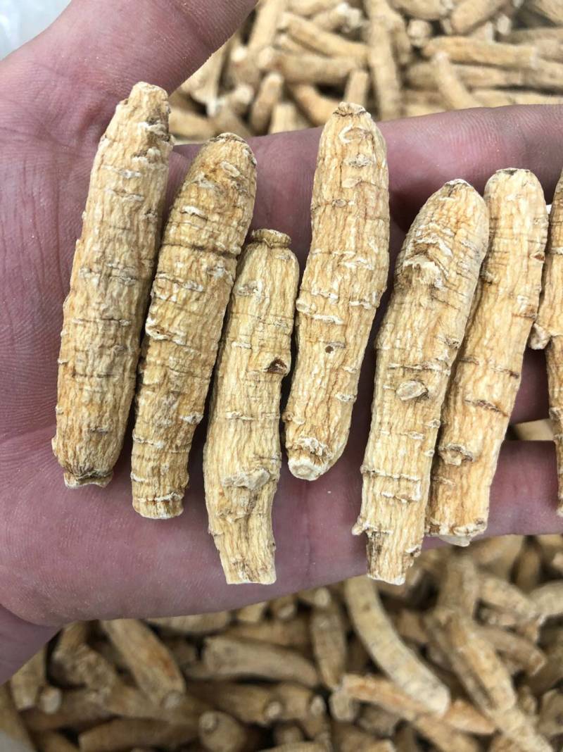 花旗参加拿大进口西洋参切片滋补汤料5克黄皮花旗参正品