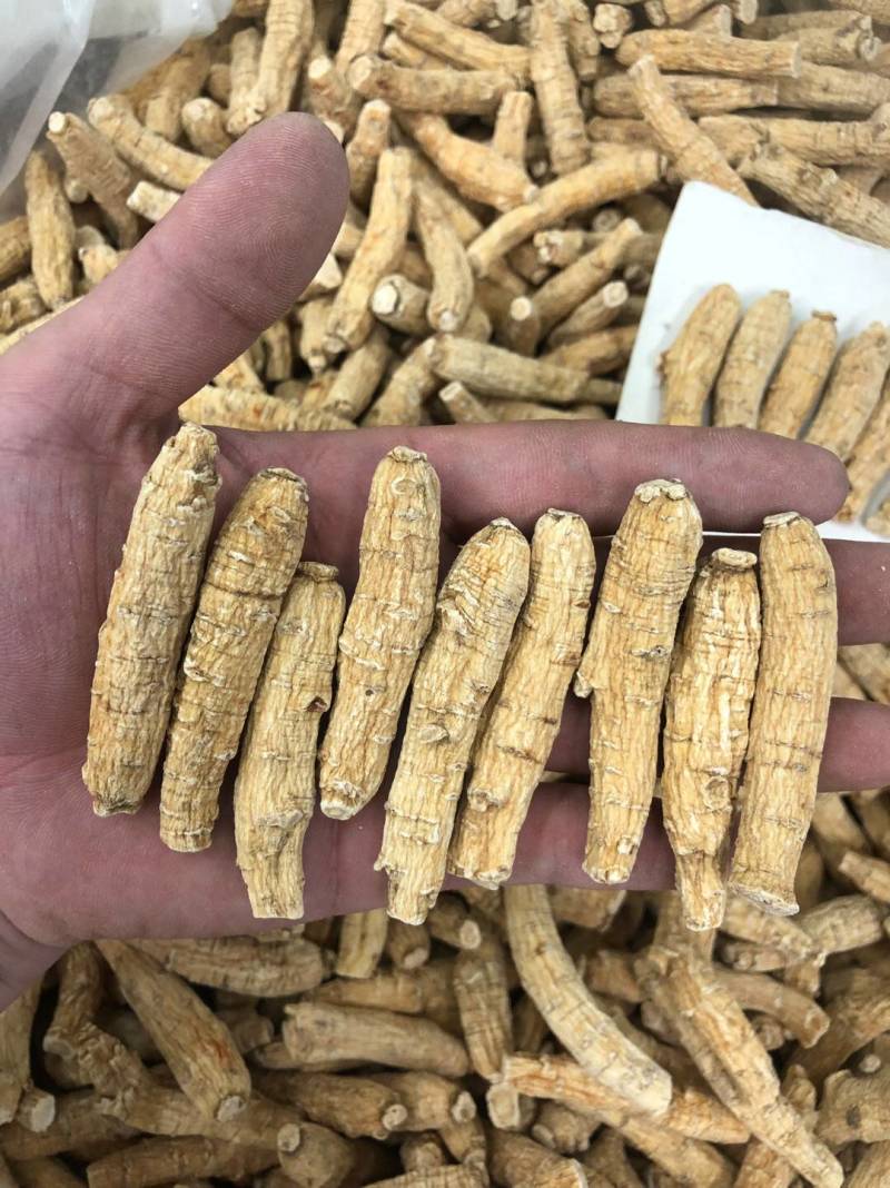 花旗参加拿大进口西洋参切片滋补汤料5克黄皮花旗参正品