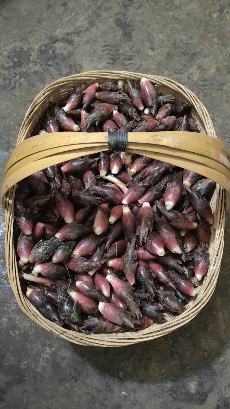 恩施高山洋荷，基地批发一手货源