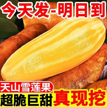 云南天山雪莲果中圆果大量有货支持一件代发批发