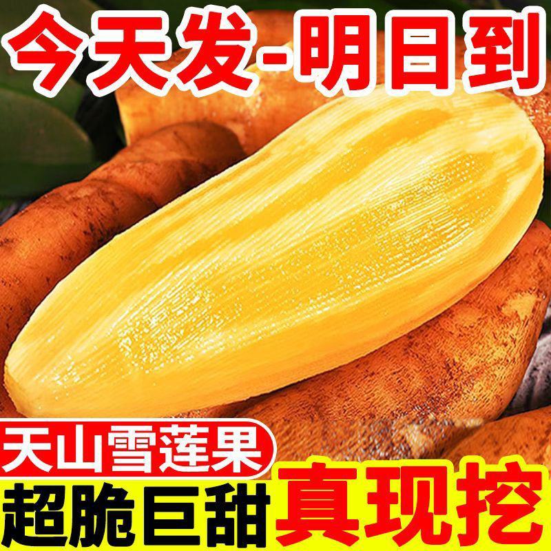 云南天山雪莲果中圆果大量有货支持一件代发批发