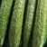 山东聊城密刺黄瓜,产地直发,货源充足,质量保证对接商超