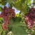 一手货源没有中间商赚差，甜度高，颜色好，耐运输大量出货