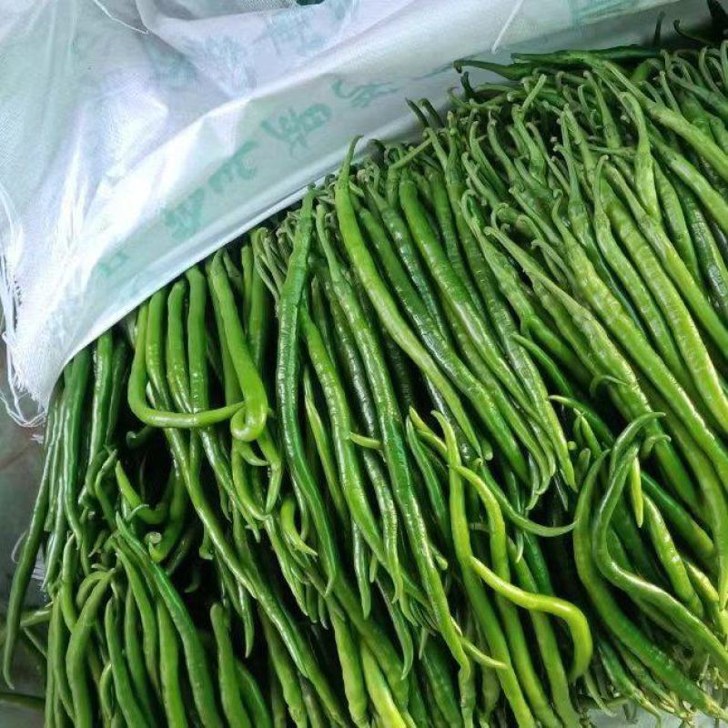 黄线椒