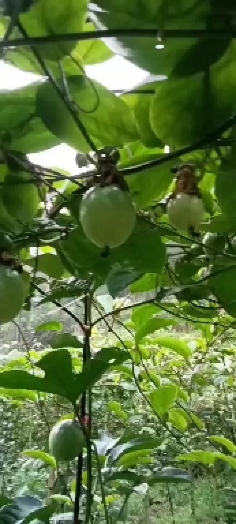 海南百香果大量上市产地发货欢迎来电咨询