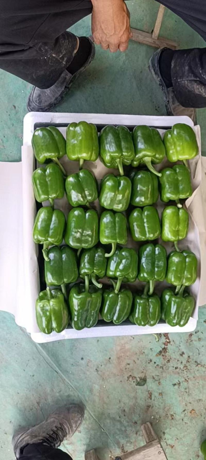 黄线椒