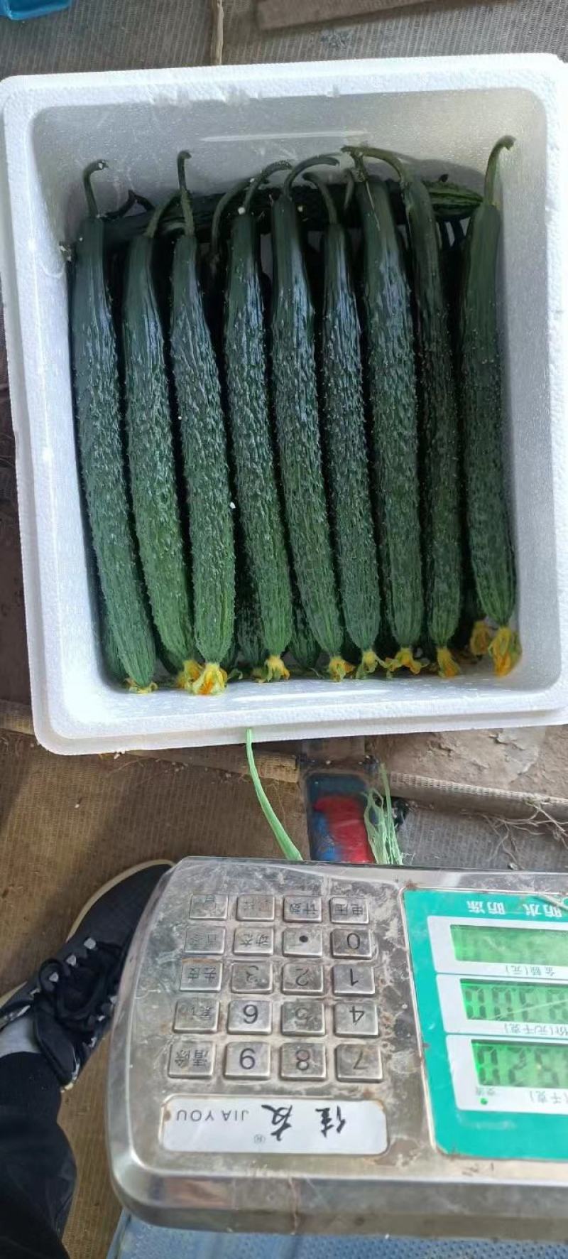 黄线椒