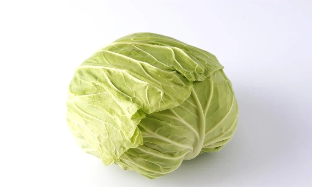 一张高清对比图片,左侧为切开的圆白菜,右侧为完整的绿甘蓝,两者并列展示,突出外形相似性;背景为厨房台面,旁边有测量尺和标签牌注明‘Brassica oleracea’ 圆白菜与绿甘蓝对比图