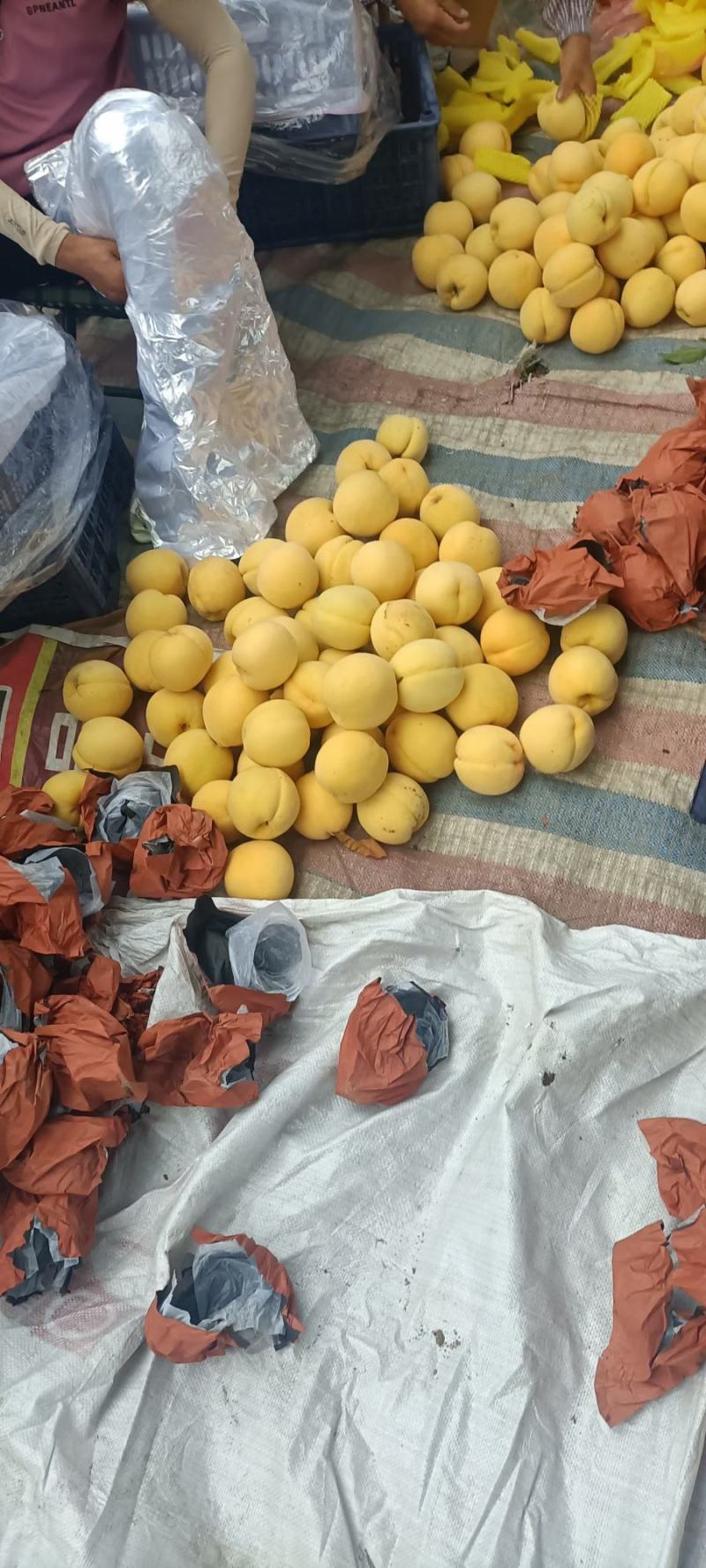 锦绣黄桃