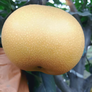 秋月梨带木栓，赶集货