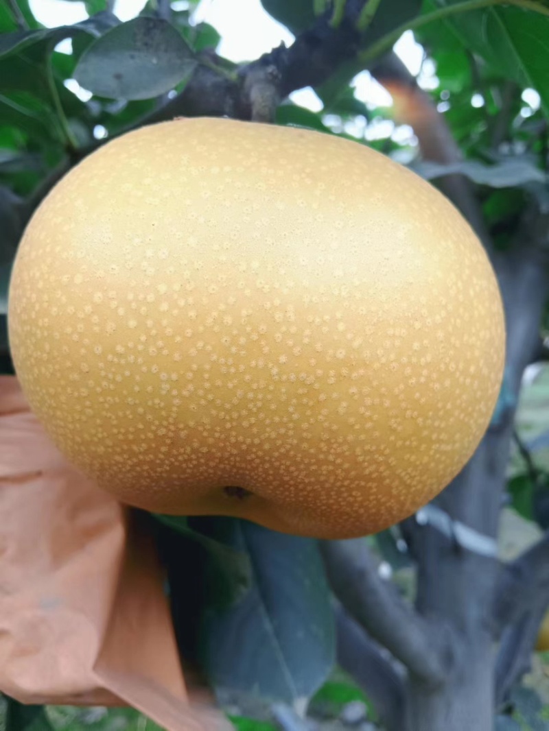 秋月梨带木栓，赶集货