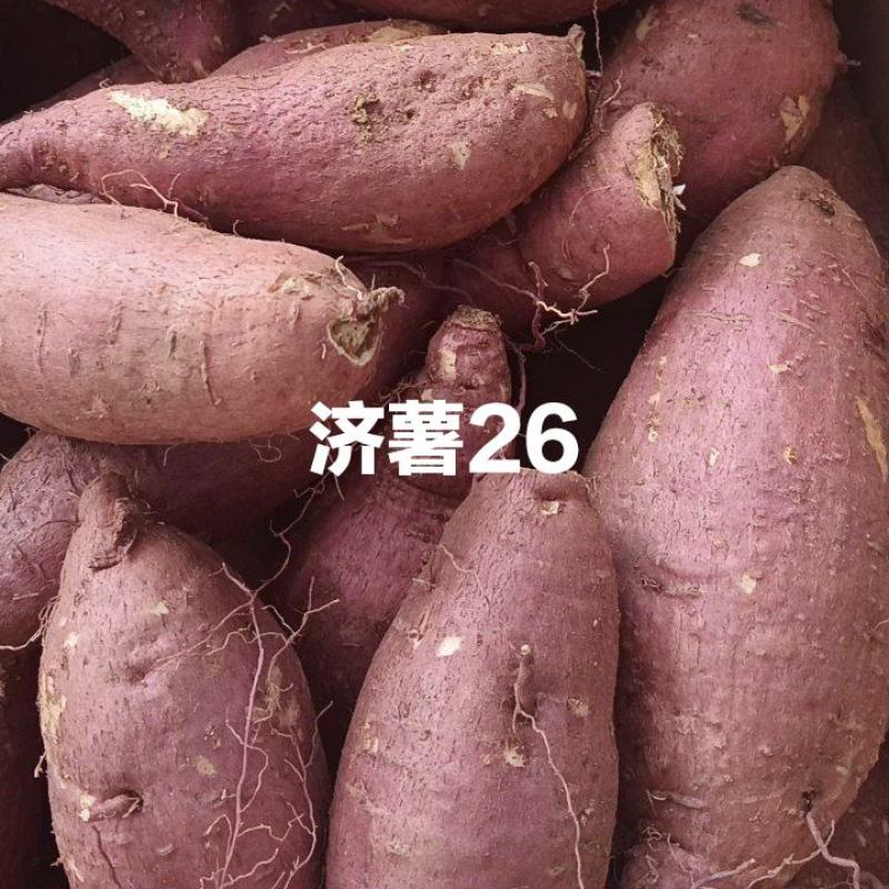 济薯26红薯上市中，3量以上商品薯，加工薯都有，质量保证