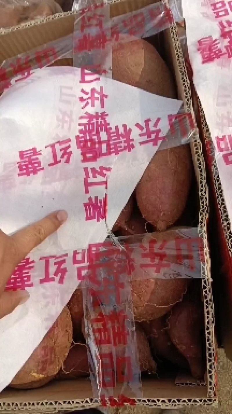 济薯26红薯上市中，3量以上商品薯，加工薯都有，质量保证