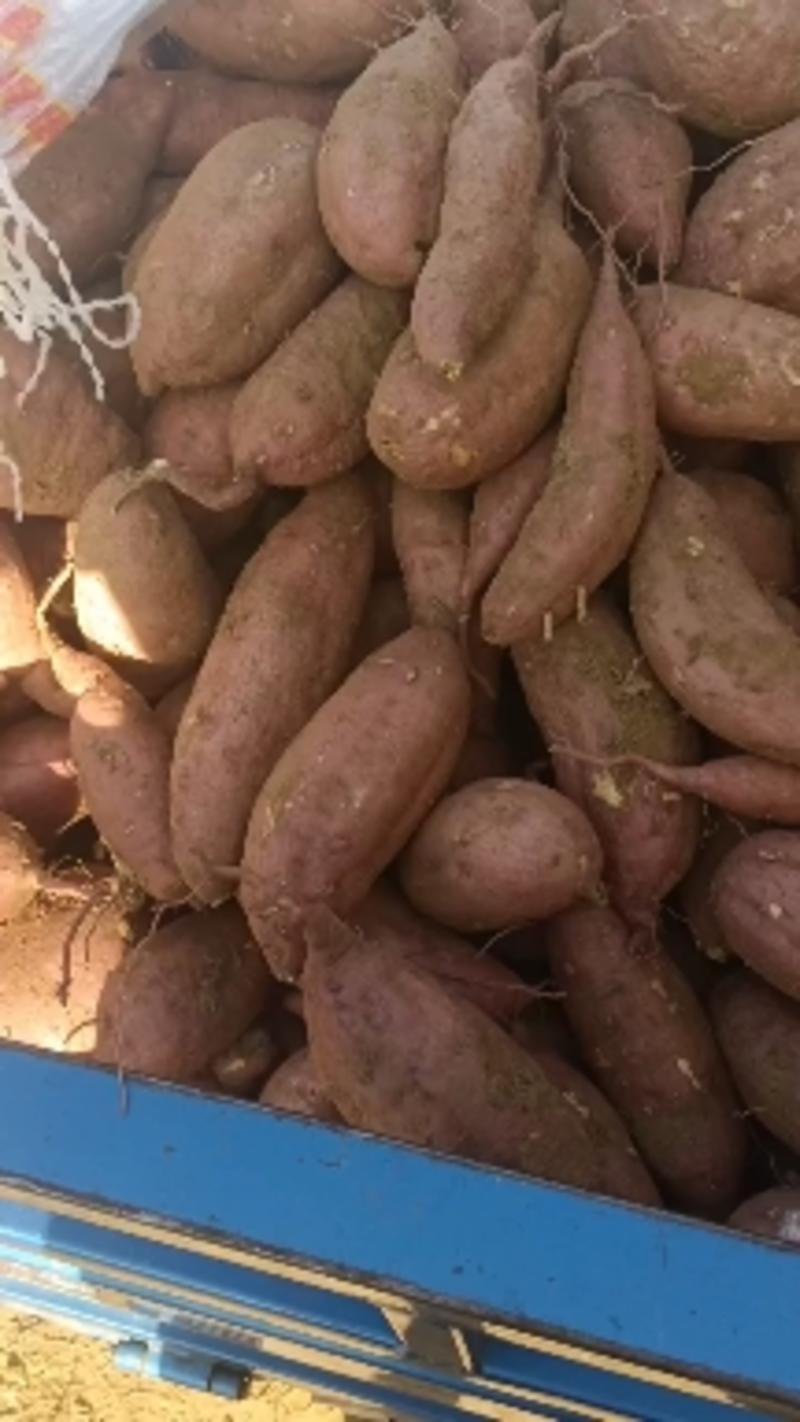 济薯26红薯上市中，3量以上商品薯，加工薯都有，质量保证