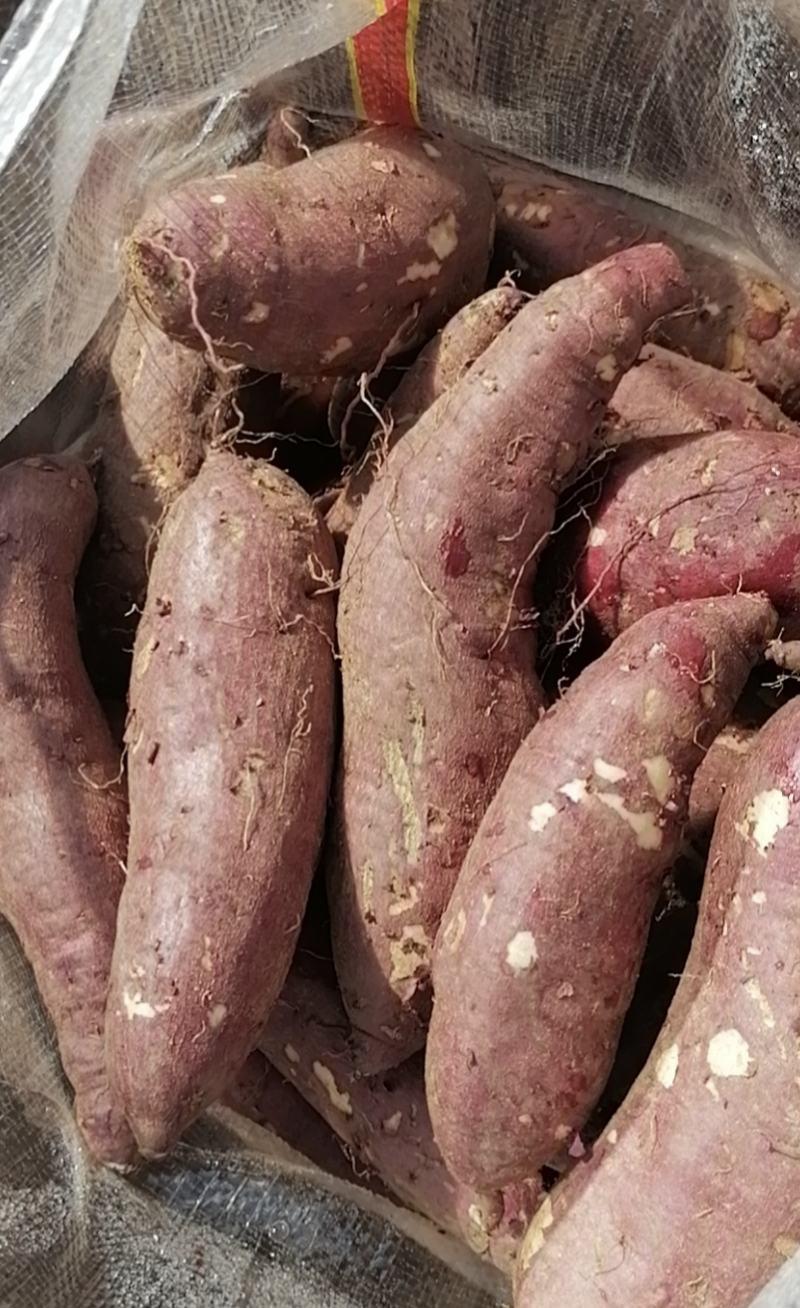 济薯26红薯上市中，3量以上商品薯，加工薯都有，质量保证