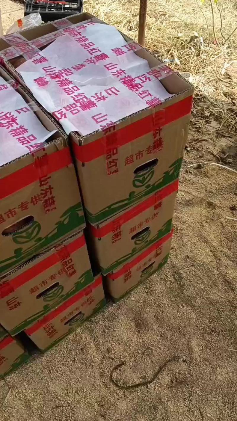 济薯26红薯上市中，3量以上商品薯，加工薯都有，质量保证