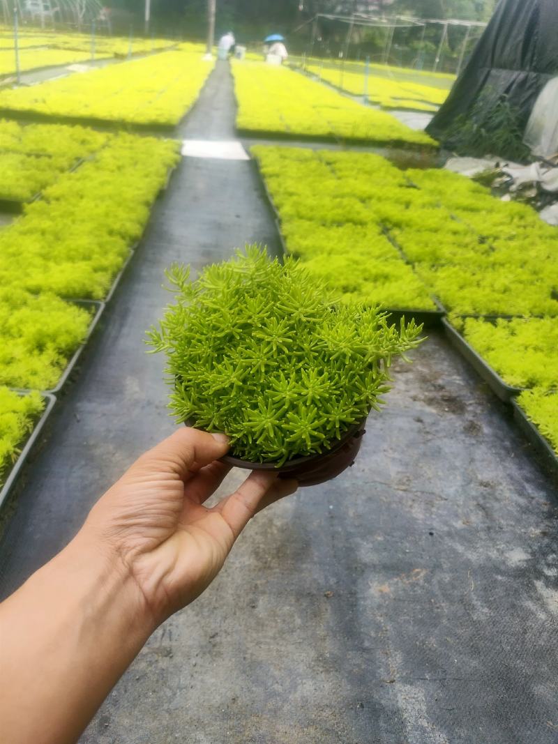 精品黄金佛甲草，全国供应，欢迎各位老板前来咨询。