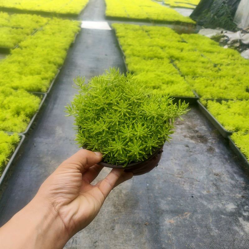 精品黄金佛甲草，全国供应，欢迎各位老板前来咨询。