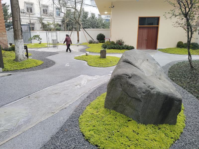 精品黄金佛甲草，全国供应，欢迎各位老板前来咨询。