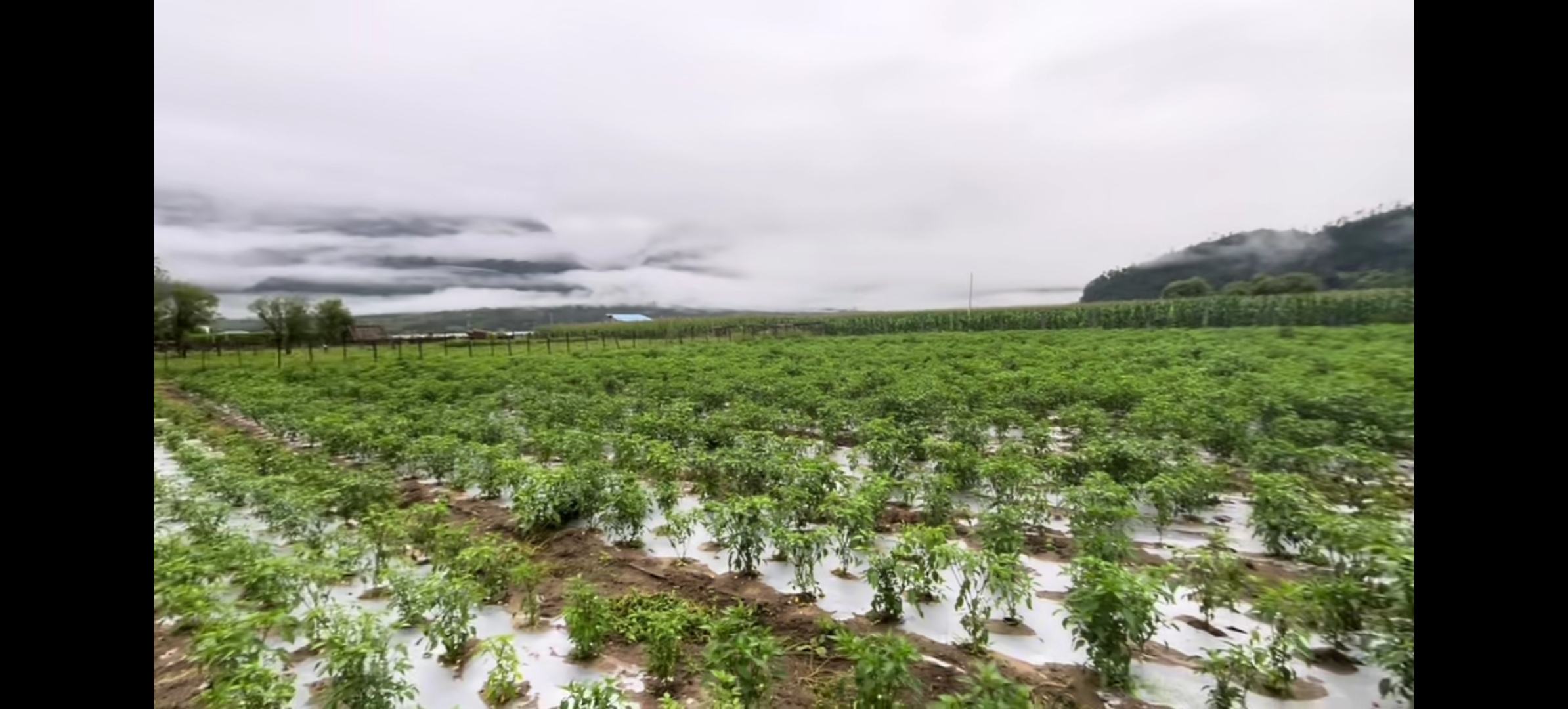 印度魔鬼干辣椒的种植基地航拍图