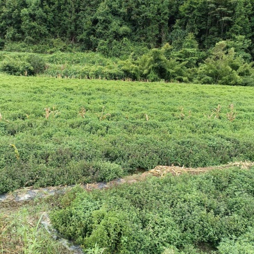 多胶汁仙草