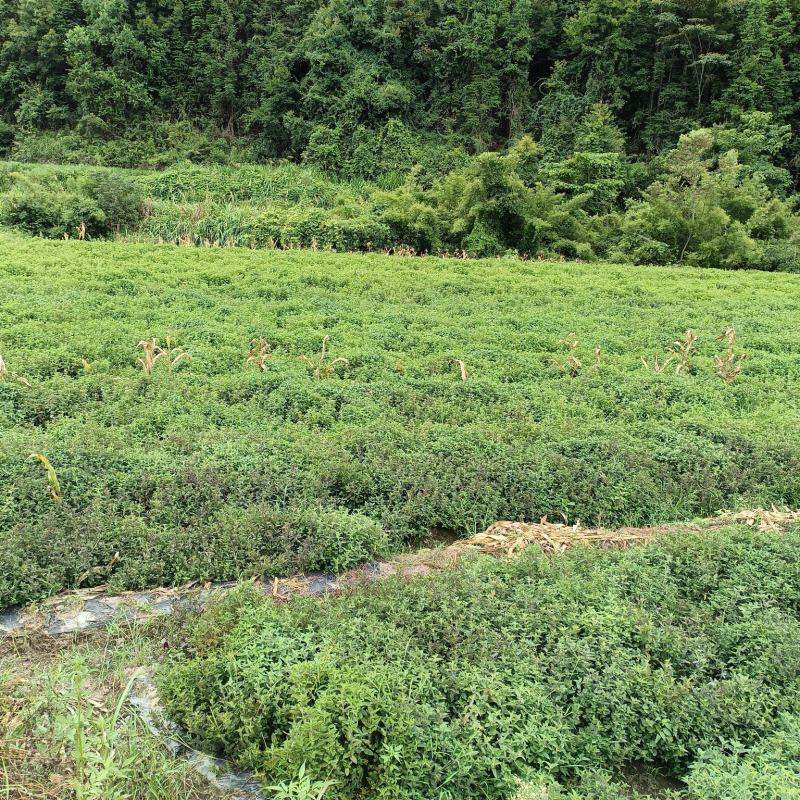 多胶汁仙草