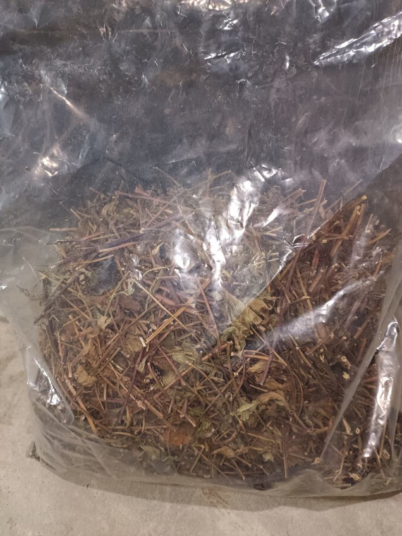多胶汁仙草