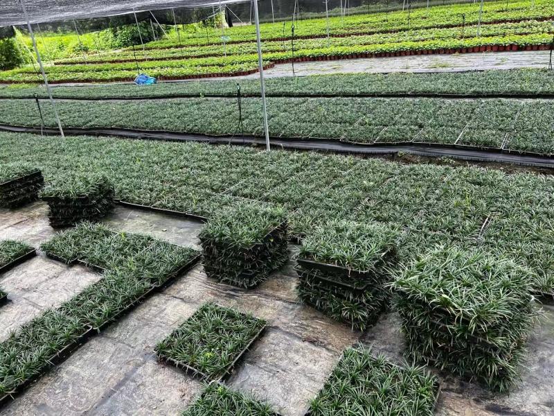 玉龙草方盘长期有货供应各种规格园区直发，可视频看货